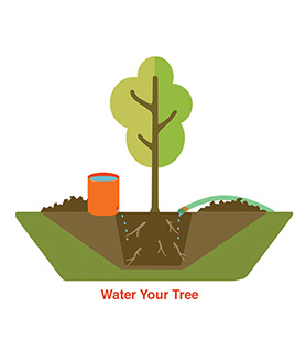 Water your tree