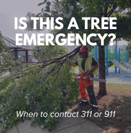 Tree Emergency? 