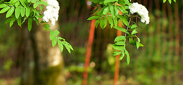 Yard Trees