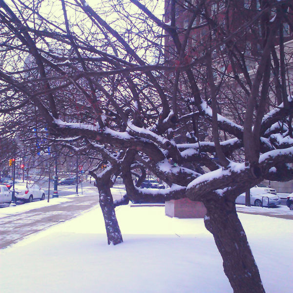 snowy apple trees - web