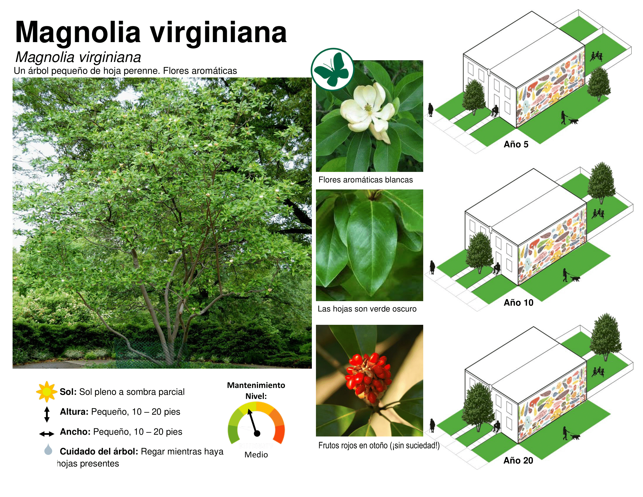 Spanish_SpeciesProfile_SweetbayMagnolia-1 - Treephilly