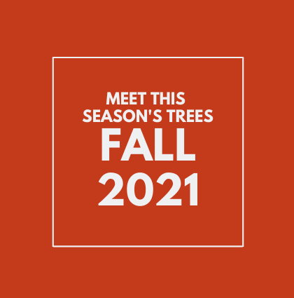 Meet the Fall 2021 trees!