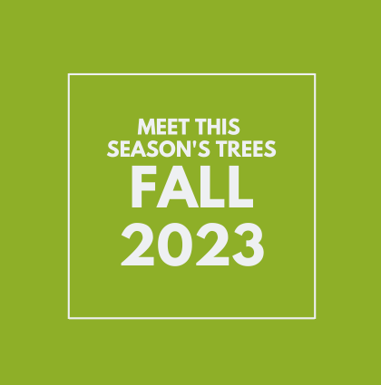 Meet the Fall 2023 trees!