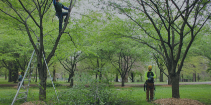 Yard Tree Interest Form